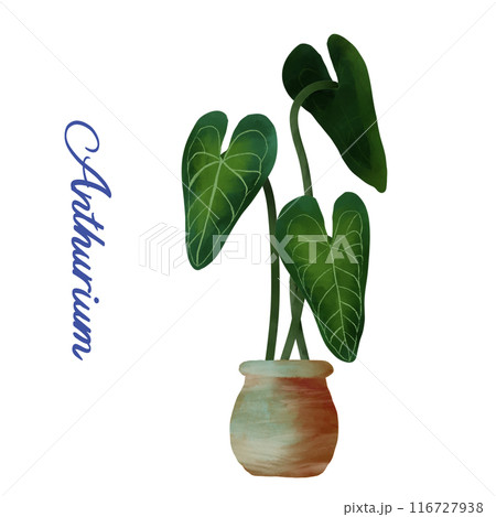 室内の観葉植物　熱帯植物　アンスリウム 116727938