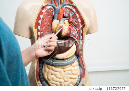 Student teenage learning anatomy biology with human body model in classroom at high school. 116727975