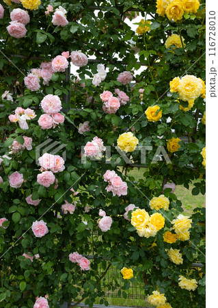 ガーデンで咲く美しいピンクと黄色のバラの花 ガーデンで咲く美しいピンクと黄色のバラの花 116728010