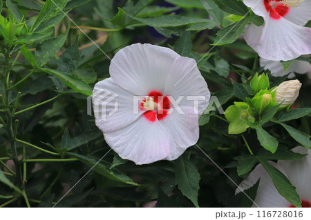 タイタンビカス・キッズティンカーベル 116728016