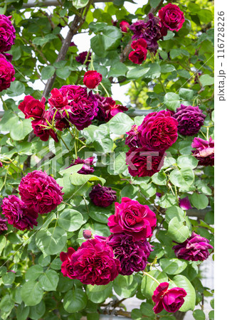 ガーデンで咲く美しい赤紫色のバラの花 116728226