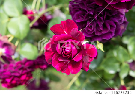 ガーデンで咲く美しい赤紫色のバラの花 ガーデンで咲く美しい赤紫色のバラの花 116728230