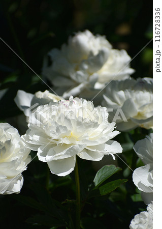 白色のシャクヤクの花 116728336