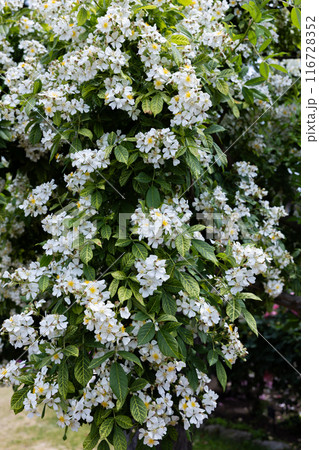 ガーデンの白色の修景バラの花 116728352