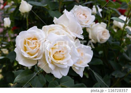 ガーデンで咲く美しい白いバラの花 ガーデンで咲く美しい白いバラの花 116728357