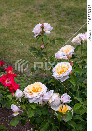 ガーデンで咲く美しいロゼット咲きのオレンジ色のバラの花 ガーデンで咲く美しいロゼット咲きのオレンジ色のバラの花 116728392