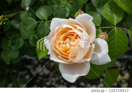 ガーデンで咲く美しいロゼット咲きの黄色のバラの花 116728417