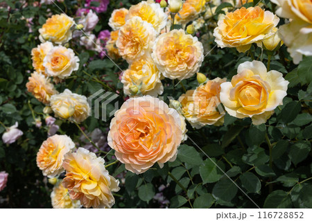 ガーデンで咲く美しい黄色いバラの花 ガーデンで咲く美しい黄色いバラの花 116728852