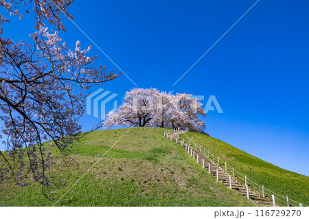 さきたま古墳公園の東側から眺める桜の景色 116729270