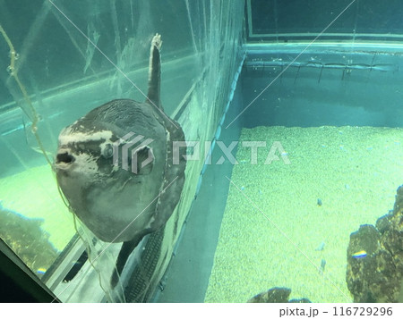 水中にいるマンボウ 116729296