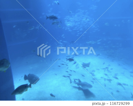 水族館泳ぐ魚 水族館泳ぐ魚 116729299