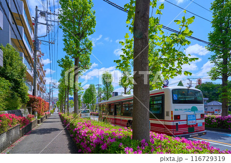 春のツツジ咲く神奈川県川崎市麻生区上麻生4丁目吹込交差点付近から東側を見る 116729319