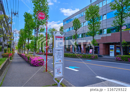 春のツツジ咲く神奈川県川崎市麻生区上麻生4丁目14の日光バス停から東方面 春のツツジ咲く神奈川県川崎市麻生区上麻生4丁目14の日光バス停から東方面 116729322