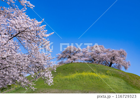 さきたま古墳公園の横から眺める桜の景色 116729323