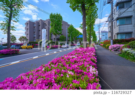 春のツツジ咲く神奈川県川崎市麻生区上麻生4丁目から西側(山口台南側交差点)を見る 116729327