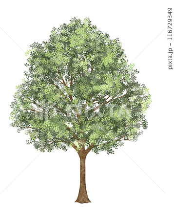緑の葉が生い茂った木 116729349