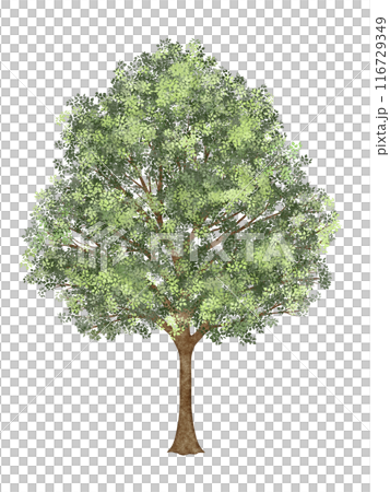 緑の葉が生い茂った木 116729349