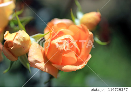 薔薇の花 116729377