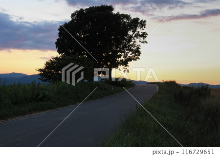 美しい夕暮れの空と木のシルエット 美しい夕暮れの空と木のシルエット 116729651