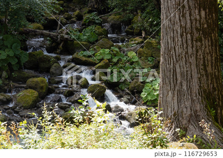 山奥の清流 116729653