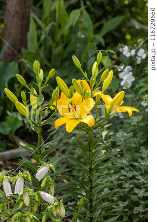 夏の木陰に咲く黄色で美しく清楚なユリの花 夏の木陰に咲く黄色で美しく清楚なユリの花 116729660