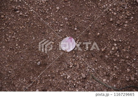 地面に落ちた桜の花びら 地面に落ちた桜の花びら 116729665