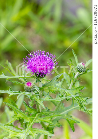 草原に咲く野アザミの花 草原に咲く野アザミの花 116729671
