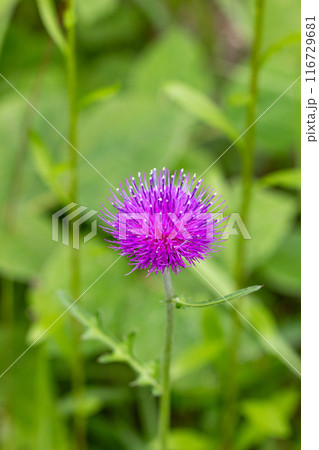 草原に咲く野アザミの花 116729681