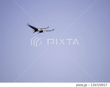 ホオカザリヅルの番いの飛翔 ホオカザリヅルの番いの飛翔 116729917