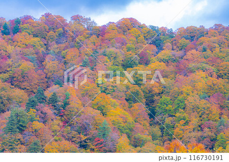 【秋素材】奥裾花渓谷の紅葉【長野県】 【秋素材】奥裾花渓谷の紅葉【長野県】 116730191