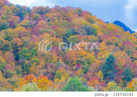 【秋素材】奥裾花渓谷の紅葉【長野県】 【秋素材】奥裾花渓谷の紅葉【長野県】 116730192