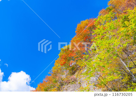【秋素材】奥裾花渓谷の紅葉【長野県】 116730205