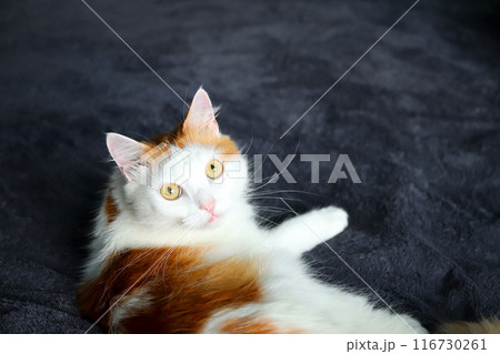 Fluffy white cat with yellow eyes lying on dark surface, close-up portrait, beautiful feline. Adorable white cat with bright yellow eyes Fluffy white cat with yellow eyes lying on dark surface, close-up portrait, beautiful feline. Adorable white cat with bright yellow eyes 116730261