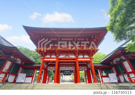 滋賀　近江神宮　青紅葉と楼門 116730313