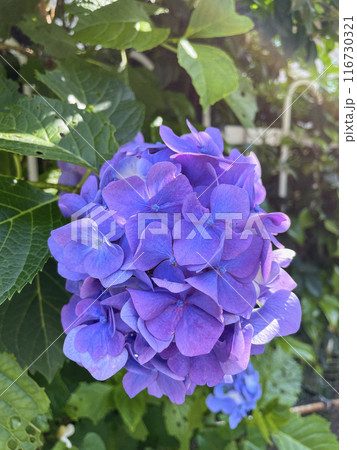初夏の花や木々 116730321