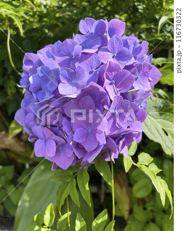 初夏の花や木々 116730322