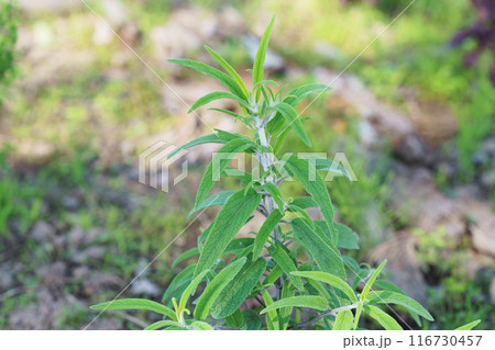 アメジストセージ 116730457