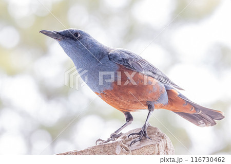 石に留まるイソヒヨドリ雄 116730462
