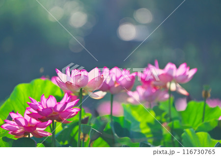 神奈川県綾瀬市蟹ヶ谷公園のハス 116730765