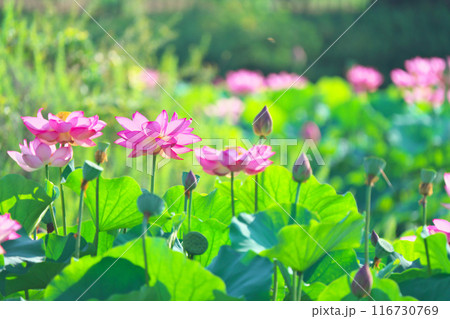 神奈川県綾瀬市蟹ヶ谷公園のハス 116730769