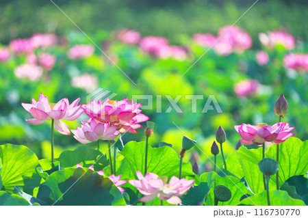 神奈川県綾瀬市蟹ヶ谷公園のハス 116730770