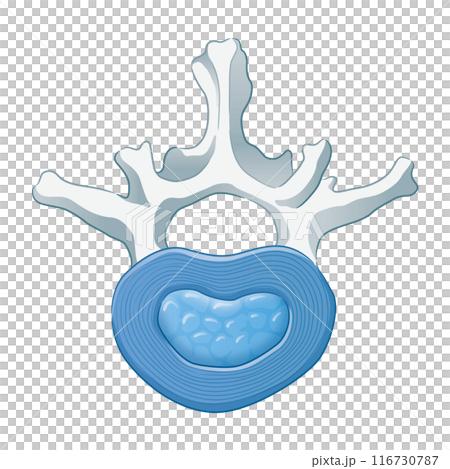 椎間盤 椎間盤 116730787