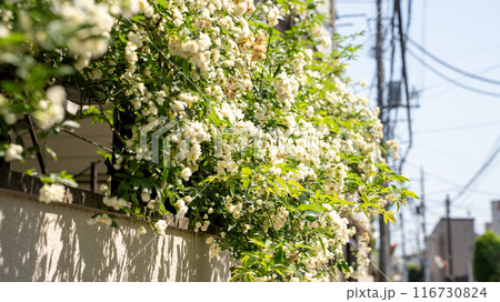 住宅街の庭先に咲き誇る白いモッコウバラ 116730824