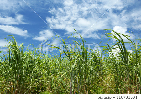 沖縄の風景　さとうきび畑と青い空、白い雲 116731331