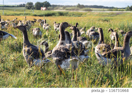 Domestic gray geese on a meadow. Gray Geese in the grass, domestic bird, flock of geese Domestic gray geese on a meadow. Gray Geese in the grass, domestic bird, flock of geese 116731668