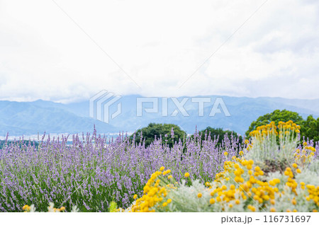 夏の花咲くハーブと自然風景 夏の花咲くハーブと自然風景 116731697