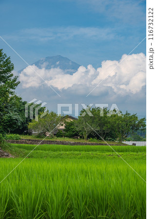富士山が見える田園風景 夏富士と田んぼ 富士山が見える田園風景 夏富士と田んぼ 116732122