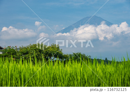 富士山が見える田園風景 夏富士と田んぼ 富士山が見える田園風景 夏富士と田んぼ 116732125