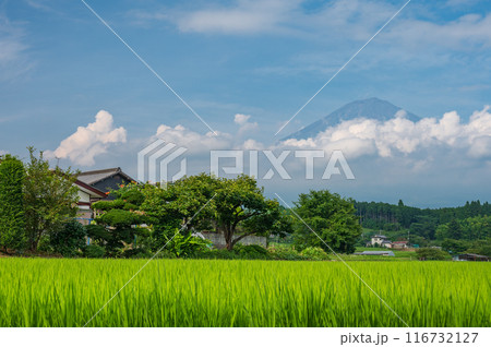 富士山が見える田園風景　夏富士と田んぼ 116732127