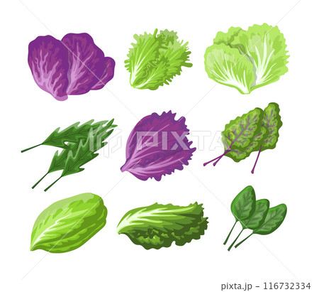 Cartoon Color Fresh Salad Leaves Set Healthy Organic Vegetarian Food Concept Flat Design Style. Vector illustration of Radicchio and Lettuce 116732334